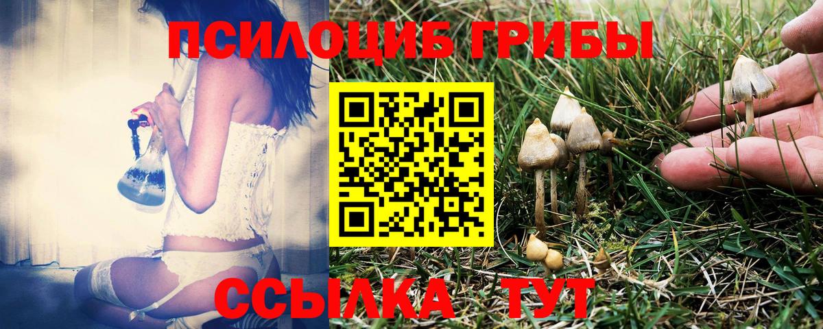 Псилоцибиновые грибы Cubensis Сосновый Бор